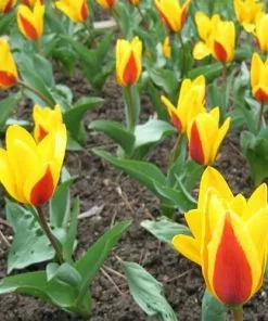 Future Forests Bulbs Tulip Giuseppe Verdi