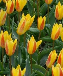 Future Forests Bulbs Tulip Giuseppe Verdi