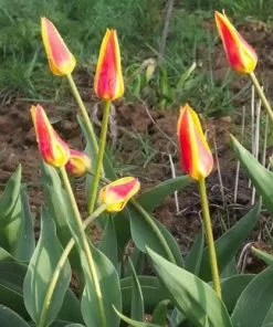 Future Forests Bulbs Tulip Giuseppe Verdi