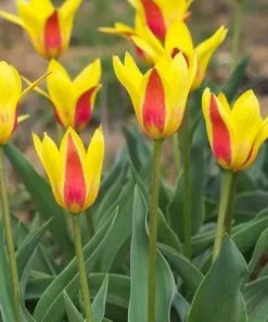 Future Forests Bulbs Tulip Giuseppe Verdi