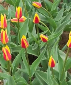 Future Forests Bulbs Tulip Giuseppe Verdi