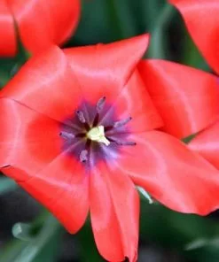 Future Forests Tulip Linifolia Bulbs