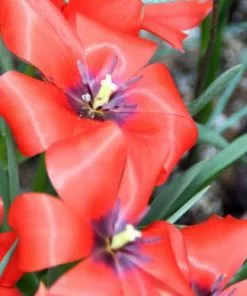 Future Forests Tulip Linifolia Bulbs