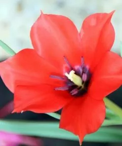 Future Forests Tulip Linifolia Bulbs