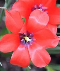 Future Forests Tulip Linifolia Bulbs