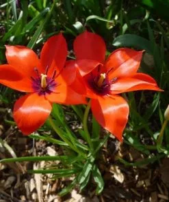 Future Forests Tulip Linifolia Bulbs