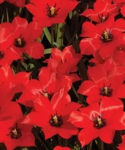 Future Forests Tulip Linifolia Bulbs