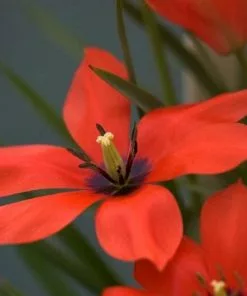 Future Forests Tulip Linifolia Bulbs