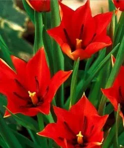 Future Forests Tulip Linifolia Bulbs