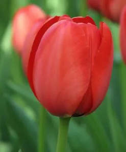 Future Forests Bulbs Tulip Apeldoorn