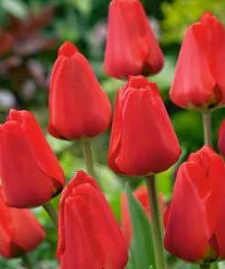 Future Forests Bulbs Tulip Apeldoorn