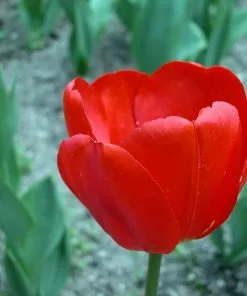 Future Forests Bulbs Tulip Apeldoorn