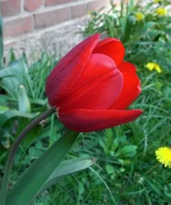 Future Forests Bulbs Tulip Apeldoorn