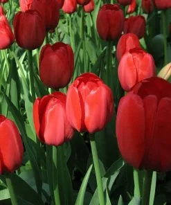 Future Forests Bulbs Tulip Apeldoorn