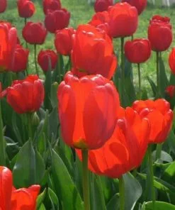 Future Forests Bulbs Tulip Apeldoorn