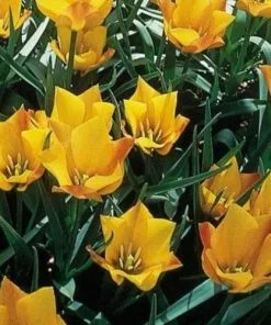 Future Forests Tulip Batalinii Bright Gem