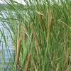 Future Forests More Typha Angustifolia - Reedmace 1 Future Forests More Typha Angustifolia - Reedmace