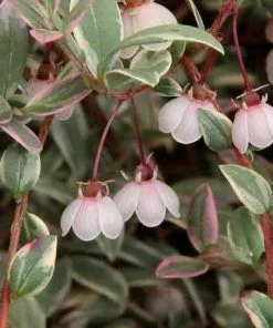 Future Forests Ugni Molinae Flambeau Shrubs