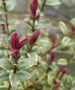 Future Forests Ugni Molinae Flambeau Shrubs