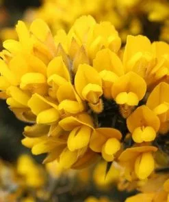 Future Forests Ulex Europaeus