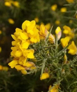 Future Forests Ulex Europaeus