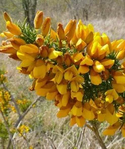 Future Forests Ulex Europaeus