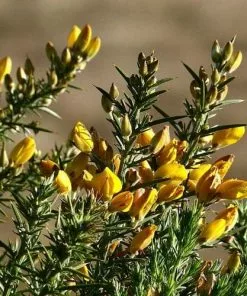 Future Forests Ulex Europaeus