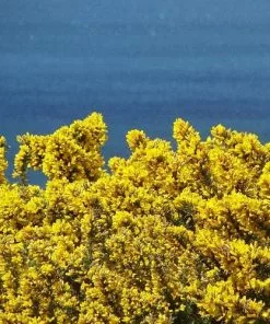 Future Forests Ulex Europaeus