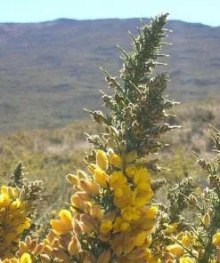 Future Forests Ulex Europaeus