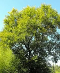 Future Forests Ulmus Sapporo Autumn Gold - Golden Elm Trees