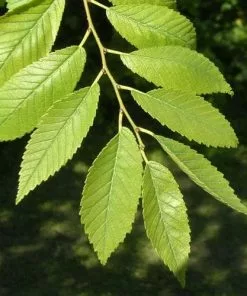 Future Forests Ulmus Sapporo Autumn Gold - Golden Elm Trees