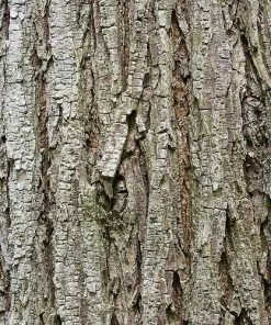Future Forests Ulmus Glabra - Wych Elm Trees