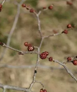 Future Forests Ulmus Glabra - Wych Elm Trees