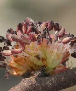 Future Forests Ulmus Glabra - Wych Elm Trees