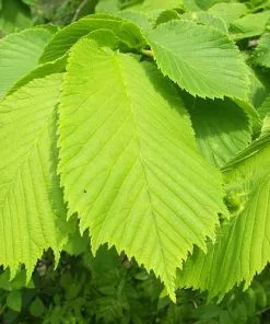 Future Forests Ulmus Glabra - Wych Elm Trees