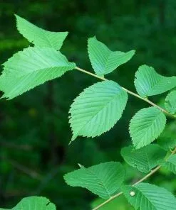 Future Forests Ulmus Glabra - Wych Elm Trees