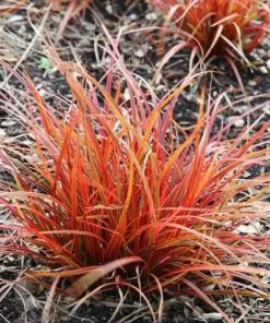 Future Forests Uncinia Rubra