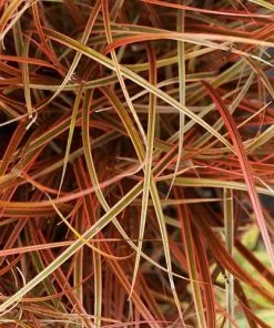 Future Forests Uncinia Rubra