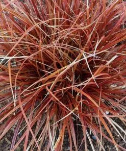 Future Forests Uncinia Rubra