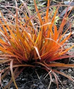 Future Forests Uncinia Rubra