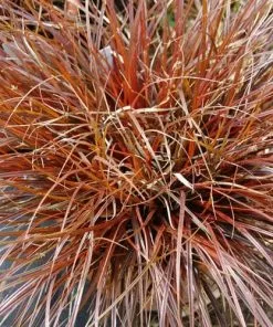 Future Forests Uncinia Rubra