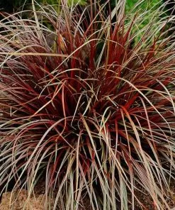 Future Forests Uncinia Rubra