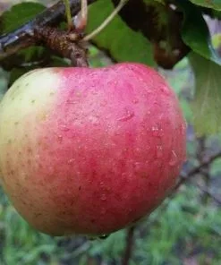 Future Forests Apple Uncle John's Cooker