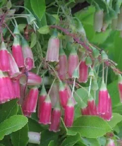 Future Forests Vaccinium Cylindraceum Blau Perle Fruit