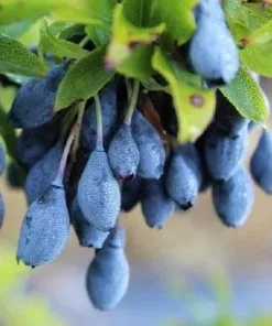 Future Forests Vaccinium Cylindraceum Blau Perle Fruit