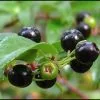 Future Forests Huckleberry - Vaccinium Ovatum Morris Fruit