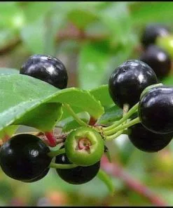 Future Forests Huckleberry - Vaccinium Ovatum Morris Fruit