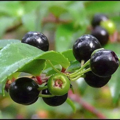 Future Forests Huckleberry - Vaccinium Ovatum Morris Fruit 3 Future Forests Huckleberry - Vaccinium Ovatum Morris Fruit