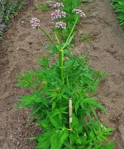 Future Forests Valeriana Officinalis - Valerian Herbs