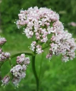 Future Forests Valeriana Officinalis - Valerian Herbs